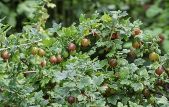 Gooseberry bush with fruit, gooseberry (Ribes uva-crispa), Münsterland, North Rhine-Westphalia,
