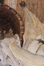 Dried fish, stockfish, weekly market market, farmers' market, Asciano, Crete Senesi, Tuscany, Italy