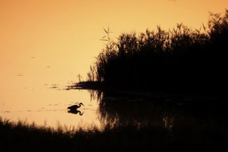 Heron at sunrise in a lake, Saxony, Germany