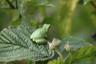 Tree frog, August, Saxony, Germany