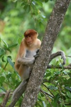 Endemic Proboscis monkey or Long-nosed monkey (Nasalis larvatus), sitting on a branch in the