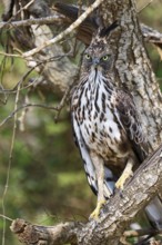Changeable hawk-eagle (Nisaetus cirrhatus) in a tree, Sri Lanka
