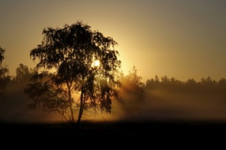 Landscape with rising sun, August, Germany