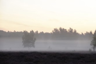 Landscape with morning fog, Summer, Saxony, Germany