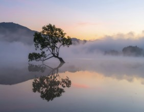 Lone single tree reflected in the still waters of a foggy lake at sunrise, AI generated