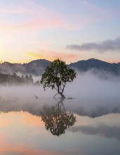 Lone single tree reflected in the still waters of a foggy lake at sunrise, AI generated