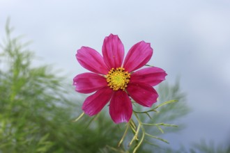 Ornamental basket 'Sensation Mix' (Cosmos bipinnatus), fifteen weeks after sowing, North