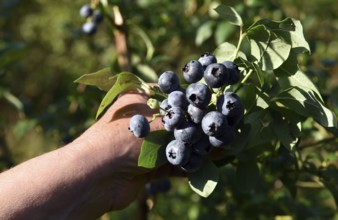 Collect and pick blueberries, bilberries (Vaccinium myrtillus)