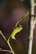 Fork-tailed Caterpillar, August, Saxony, Germany