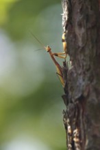 Praying mantis, August, Saxony, Germany