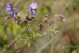 Meadow cranesbill, July, Germany