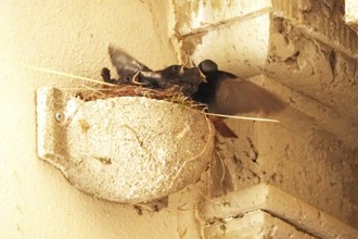 Redstart with offspring, July, Germany