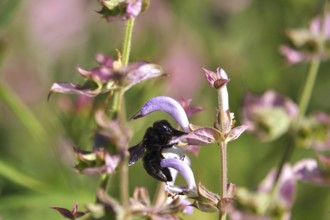 Wood bee, July, Germany