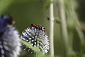 Grasshopper sand wasp, July, Germany