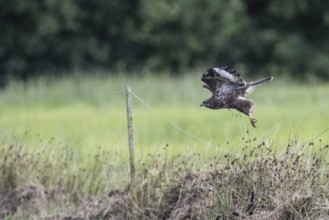 Common buzzard (Buteo buteo), flying, Emsland, Lower Saxony, Germany