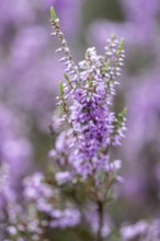 Heather (Calluna vulgaris), Emsland, Lower Saxony, Germany