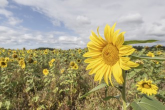 Sunflowers (Helianthus annuus), Emsland, Lower Saxony, Germany