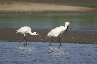 Eurasian spoonbill (Platalea leucorodia) two birds adult bird and juvenile bird in a shallow
