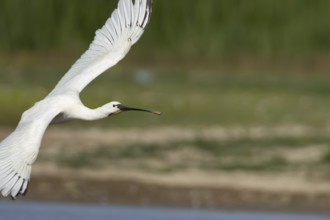 Eurasian spoonbill (Platalea leucorodia) adult bird flying, England, United Kingdom