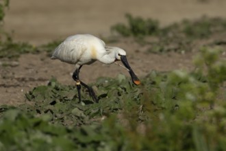 Eurasian spoonbill (Platalea leucorodia) adult bird with a stick in its beak, England, United