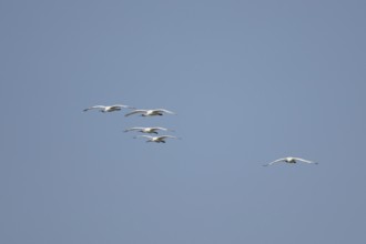 Eurasian spoonbill (Platalea leucorodia) five adult bird flying in a blue sky, England, United