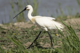 Eurasian spoonbill (Platalea leucorodia) adult bird walking on an island, England, United Kingdom