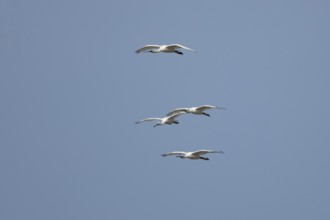 Eurasian spoonbill (Platalea leucorodia) four adult bird flying in a blue sky, England, United