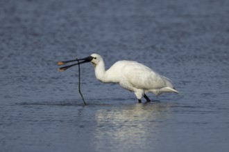 Eurasian spoonbill (Platalea leucorodia) adult bird in a shallow lagoon with a stick in its beak,