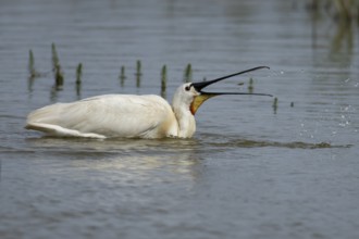 Eurasian spoonbill (Platalea leucorodia) adult bird feeding on a fish in a shallow lagoon, England,