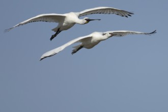 Eurasian spoonbill (Platalea leucorodia) two adult birds flying in a blue sky, England, United