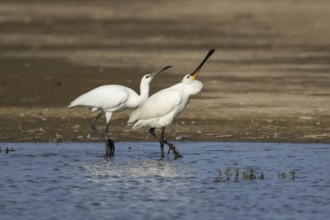 Eurasian spoonbill (Platalea leucorodia) two birds adult bird and juvenile bird begging for food in