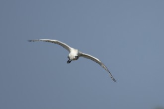 Eurasian spoonbill (Platalea leucorodia) adult bird flying in a blue sky, England, United Kingdom
