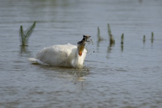 Eurasian spoonbill (Platalea leucorodia) adult bird feeding in a shallow lagoon, England, United
