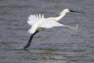 Eurasian spoonbill (Platalea leucorodia) adult bird taking off in flight from a shallow lagoon,