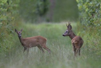 Roebuck in rut, leaf time, Biburg, Eifel Rhineland-Palatinate, Germany
