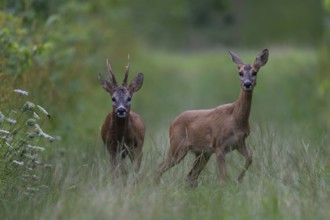 Roebuck in the rut, Biburg leaf time, Eifel Rhineland-Palatinate, Germany