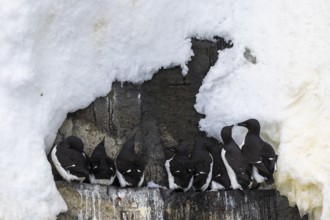 Thick-billed guillemot (Uria lomvia) on breeding rocks, snow, alcids (Alcidae), Alkefjellet,