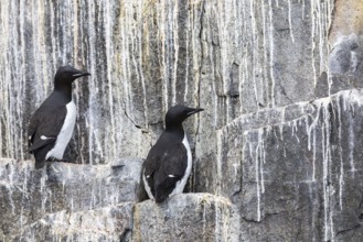 Thick-billed guillemot (Uria lomvia) on breeding rocks, alcids (Alcidae), Alkefjellet, Spitsbergen,