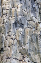 Thick-billed guillemot (Uria lomvia) on breeding rocks, alcids (Alcidae), Alkefjellet, Spitsbergen,