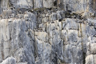 Thick-billed Guillemot (Uria lomvia), alcids (Alcidae), breeding cliffs, Alkefjellet, Spitsbergen,