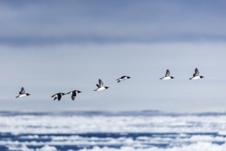 Thick-billed guillemot (Uria lomvia) in flight, alcids (Alcidae), Alkefjellet, Spitsbergen,