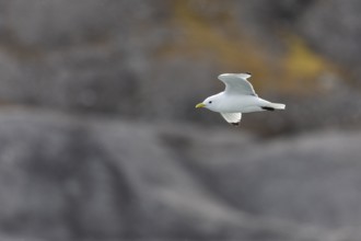 Black-legged kittiwake (Rissa tridactyla) flying in front of rock, Recherchebreen, Spitsbergen,