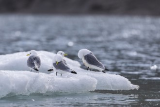 Group of kittiwakes (Rissa tridactyla) sitting on drift ice, Recherchebreen, Spitsbergen, Svalbard
