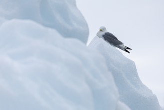 Black-legged kittiwake (Rissa tridactyla) sitting on iceberg, Konowbreen, Spitsbergen, Svalbard