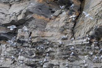 Group of kittiwakes (Rissa tridactyla) in a field wall, nesting sites, Mushamna, Spitsbergen,