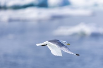 Black-legged kittiwake (Rissa tridactyla) flying over water, Faksevagen, Spitsbergen, Svalbard