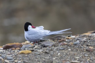 Arctic Arctic Tern (Sterna paradisaea) preening its plumage, Terns (Sterninae), Longyearbyen,
