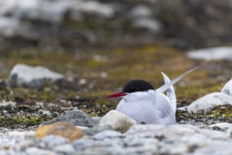 Arctic Arctic Tern (Sterna paradisaea) breeds in the gravel bed, Terns (Sterninae), Gravnesodden,