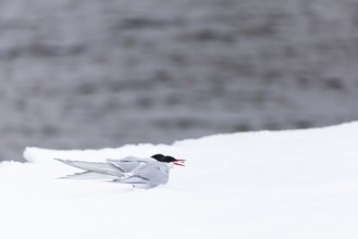Arctic Arctic Tern (Sterna paradisaea), pair feeding, bridal gift, snow, Terns (Sterninae),