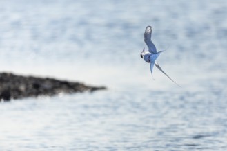 Arctic Arctic Tern (Sterna paradisaea) in flight, Terns (Sterninae), Longyearbyen, Spitsbergen,